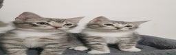 British Shorthair cats for sale: Stunning BSH Silver Tabby kittens - Advert 1