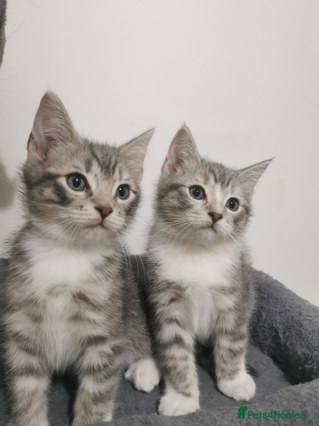 British Shorthair cats for sale: Stunning BSH Silver Tabby kittens - Advert 1