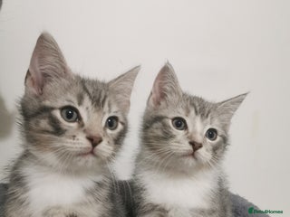 British Shorthair cats Stunning BSH Silver Tabby kittens - Advert 6
