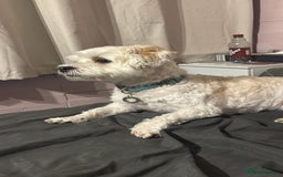 Mixed Breed dogs for sale: Lhasa shitzu x bichon Maltese - Image 1