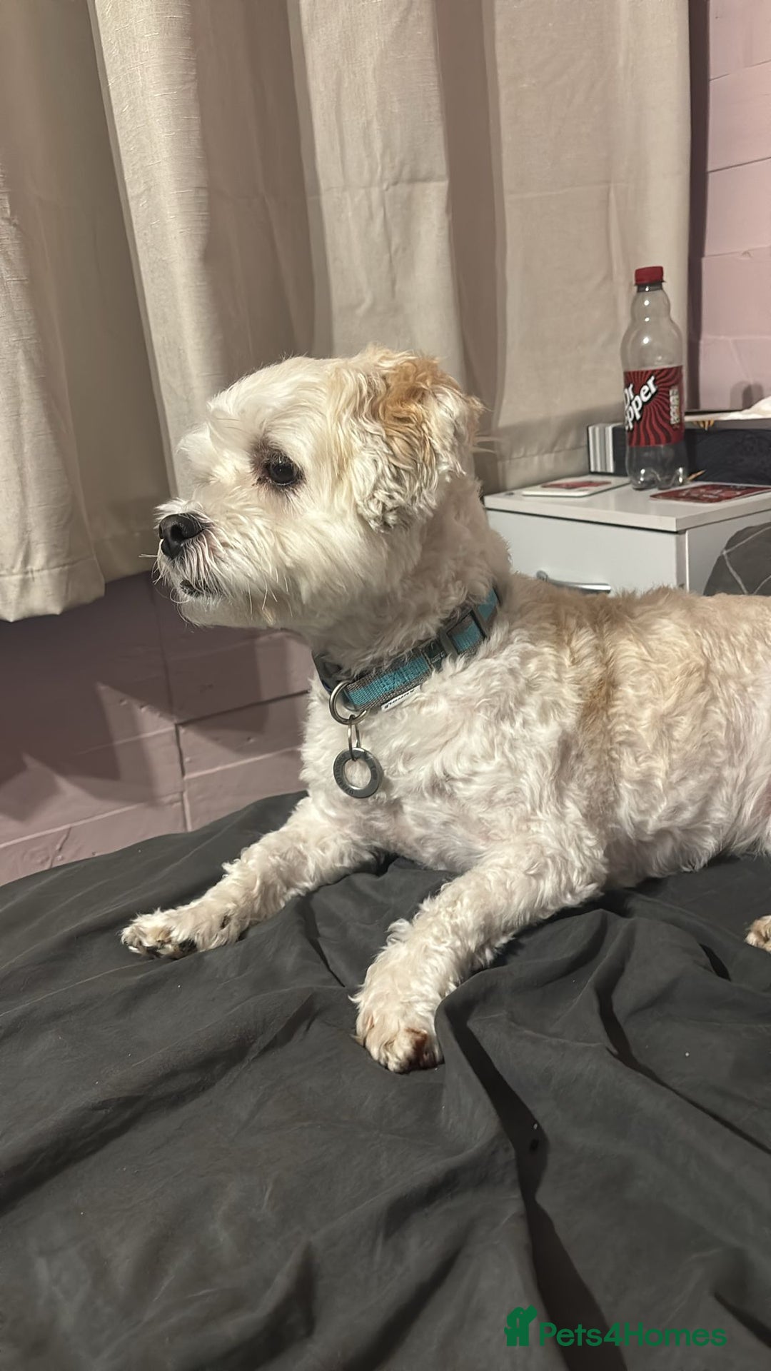 Mixed Breed dogs for sale: Lhasa shitzu x bichon Maltese - Image 1
