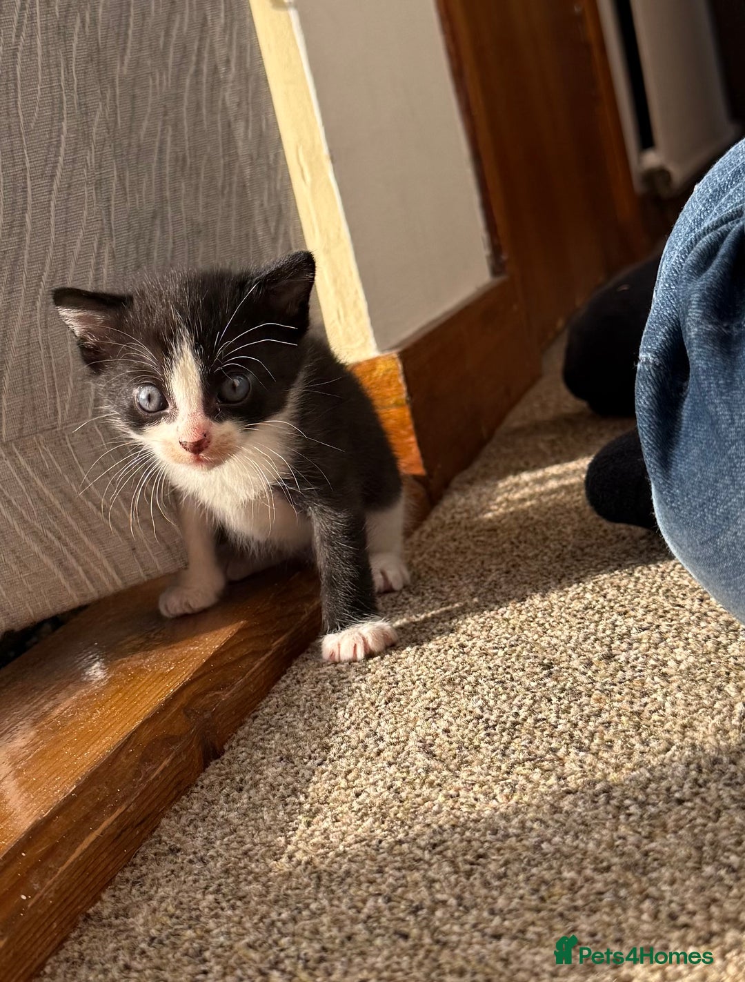 Mixed Breed cats for sale: Kittens for sale  - Image 4