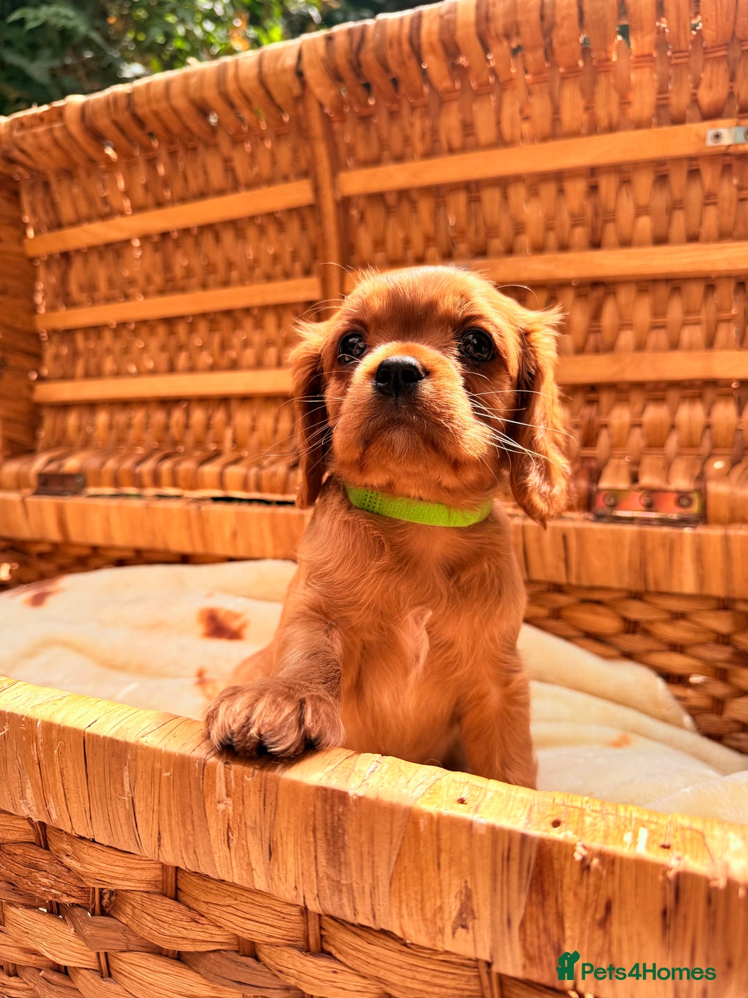 Cavalier King Charles Spaniel dogs for sale: Quality KC Health Tested Ruby CKCS Pups For  Sale - Image 4