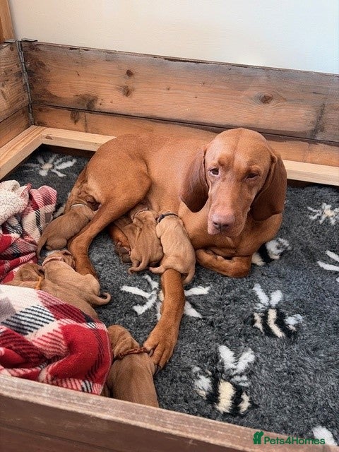 Hungarian Vizsla dogs Bonnie Hungarian Vizsla in Northampton - Advert 2