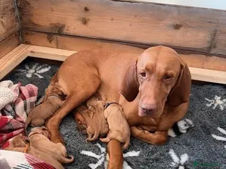 Hungarian Vizsla dogs Bonnie Hungarian Vizsla in Northampton - Advert 6