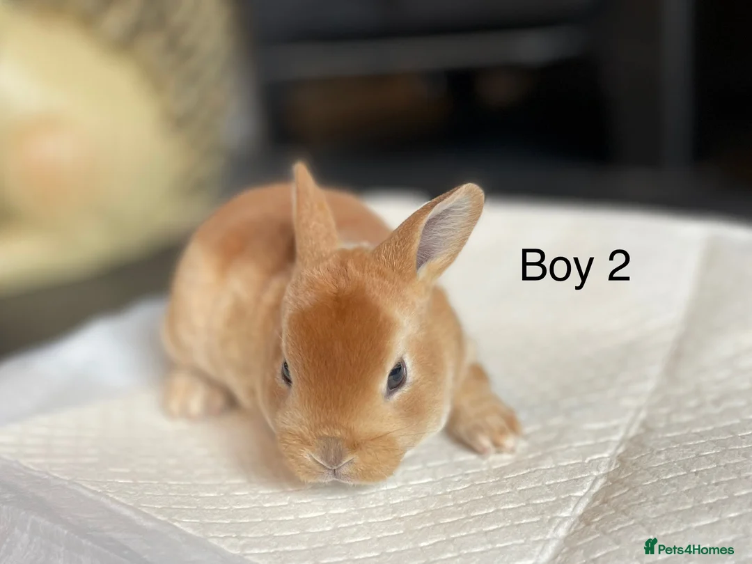 Rex rabbits for sale: 💙 3 week old mini Rex ready to reserve 💙 - Advert 4