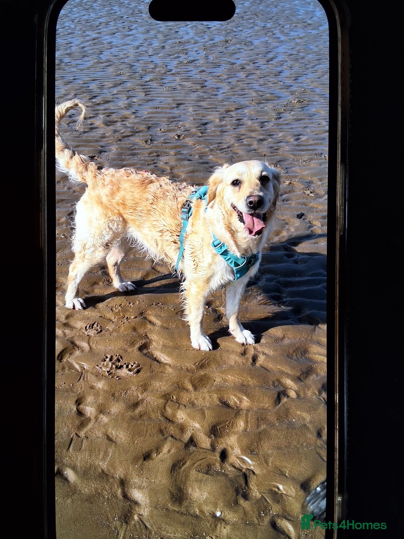 Golden Retriever dogs Golden retriever puppy - Advert 1