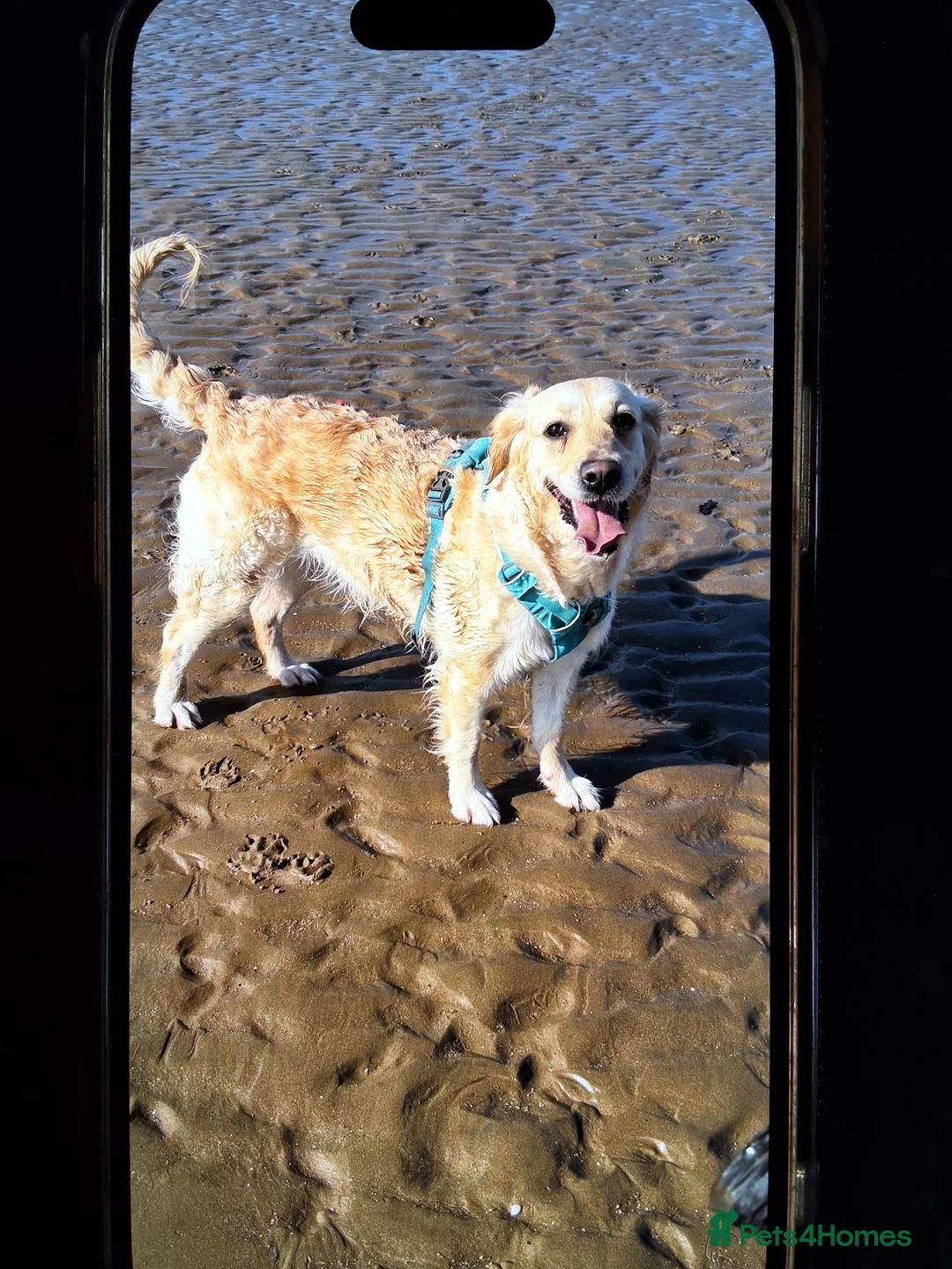 Golden Retriever dogs for sale: Golden retriever puppy in Evesham - Advert 1