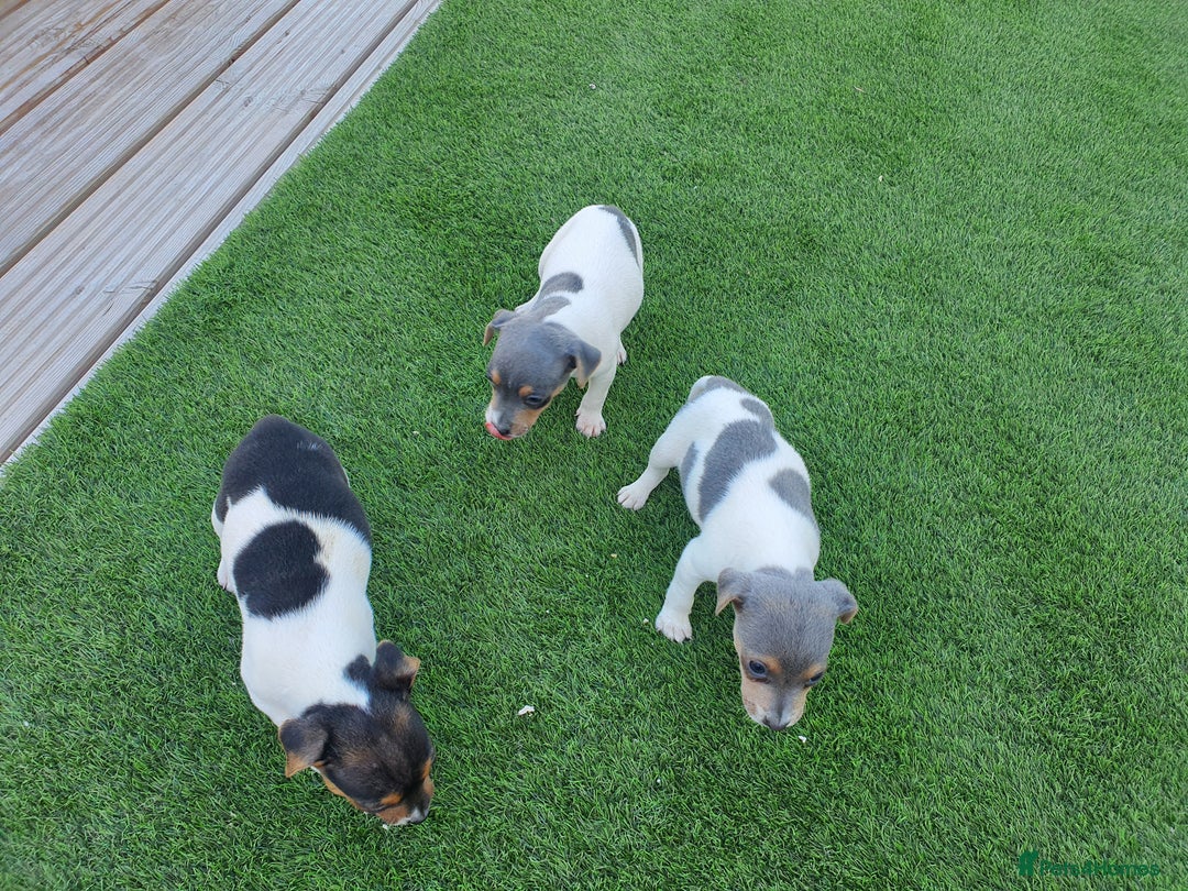 Jack Russell dogs for sale: Jack russell pups  - Image 3