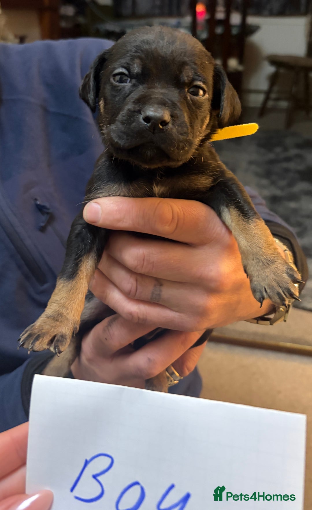 Mixed Breed dogs for sale: canecorso pups - Advert 4