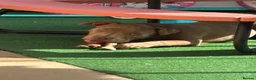 American Bully dogs for sale: American bullies  - Advert 8