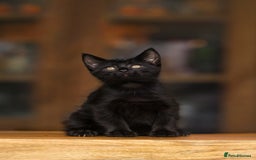 Maine Coon cats for sale: Beautiful Maine Coon X Kittens - Image 15