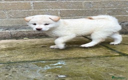 Japanese Shiba Inu dogs for sale: Multi champion Japanese Shiba Inu’s - Image 25