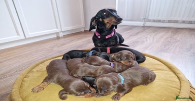 Miniature Dachshund dogs - Advert 13
