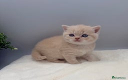 British Shorthair cats for sale: PEDIGREE REGISTERED CHUNKY BRITISH SHORTHAIRS  - Image 4