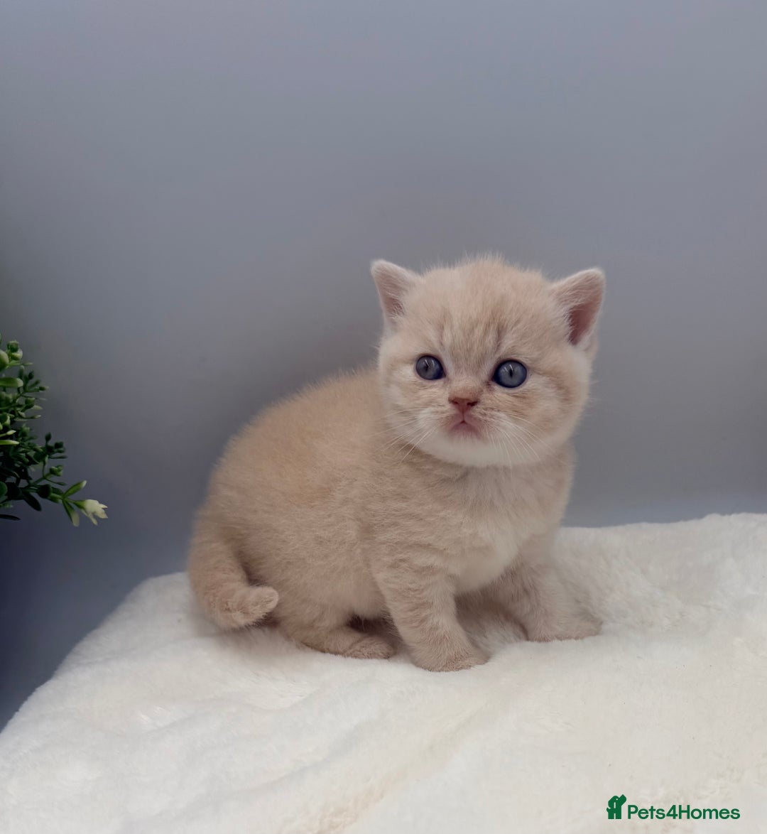 British Shorthair cats for sale: PEDIGREE REGISTERED CHUNKY BRITISH SHORTHAIRS  - Image 4