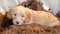 Cockapoo Puppy 5