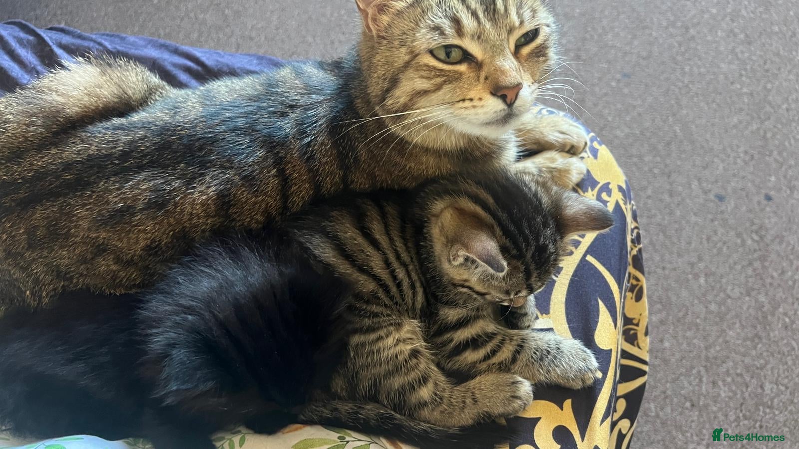 Mixed Breed cats Kitten for sale - Advert 1