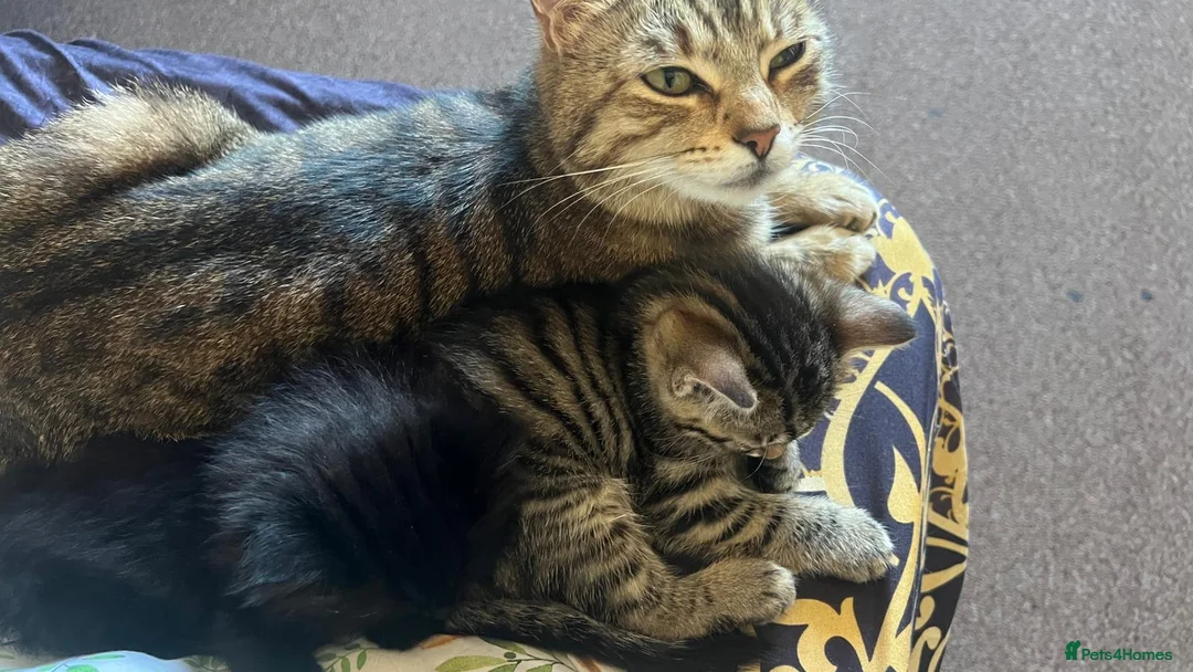 Mixed Breed cats for sale: Kitten for sale - Advert 1