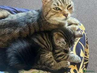 Mixed Breed cats Kitten for sale - Advert 6