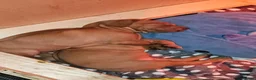 Hungarian Vizsla dogs for sale: 1 male KC registered Hungarian vizsla puppy  - Advert 13