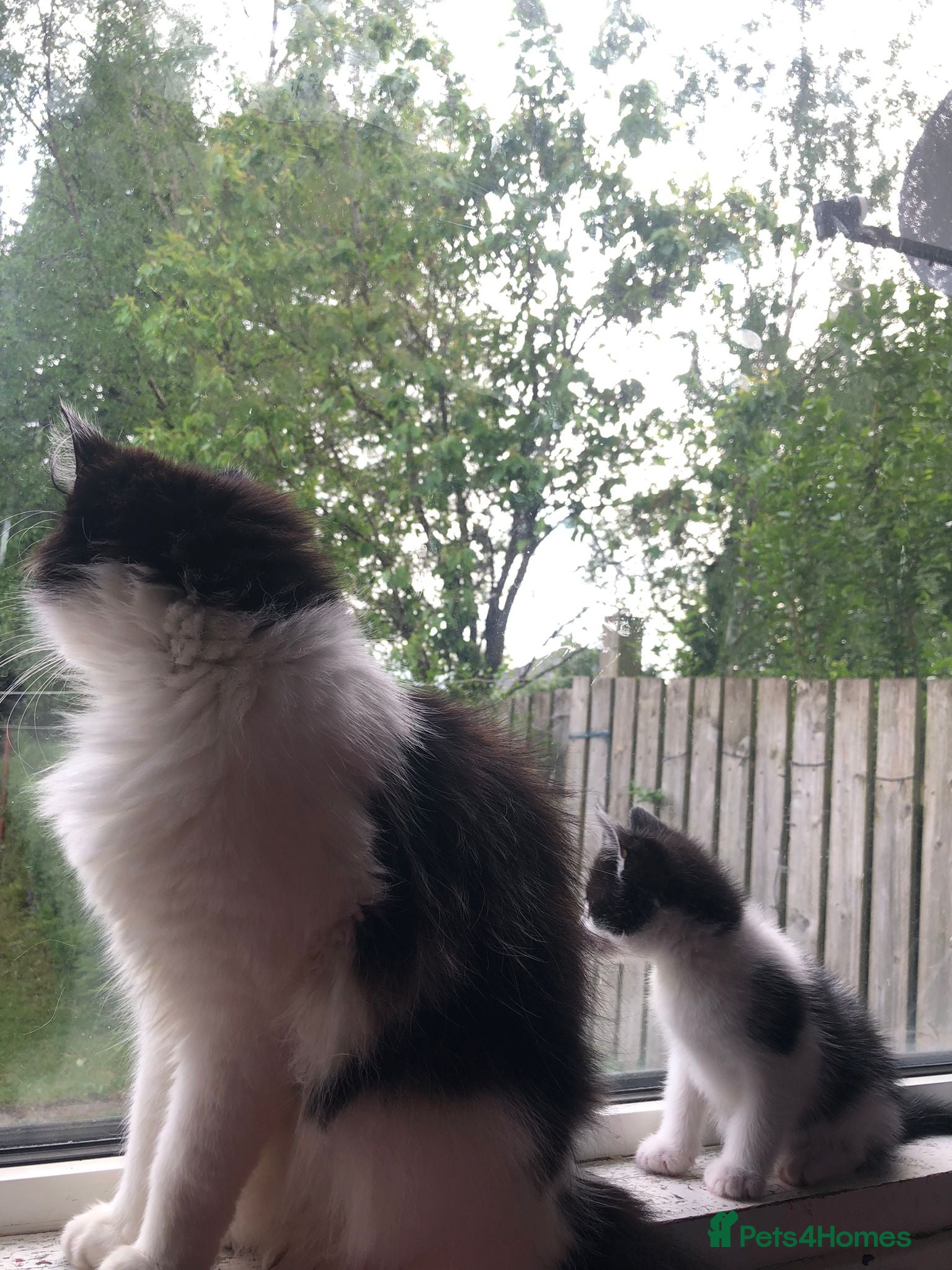 Mixed Breed cats for sale: Beautiful Mixed Male Kitten in Glasgow - Advert 4