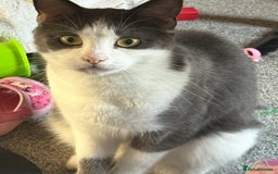 American Shorthair cats for sale: Female Short Hair - Image 4