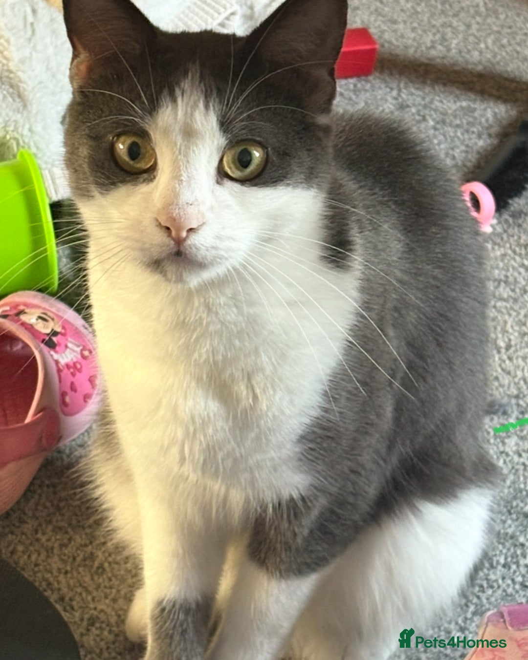 American Shorthair cats for sale: Female Short Hair - Image 4