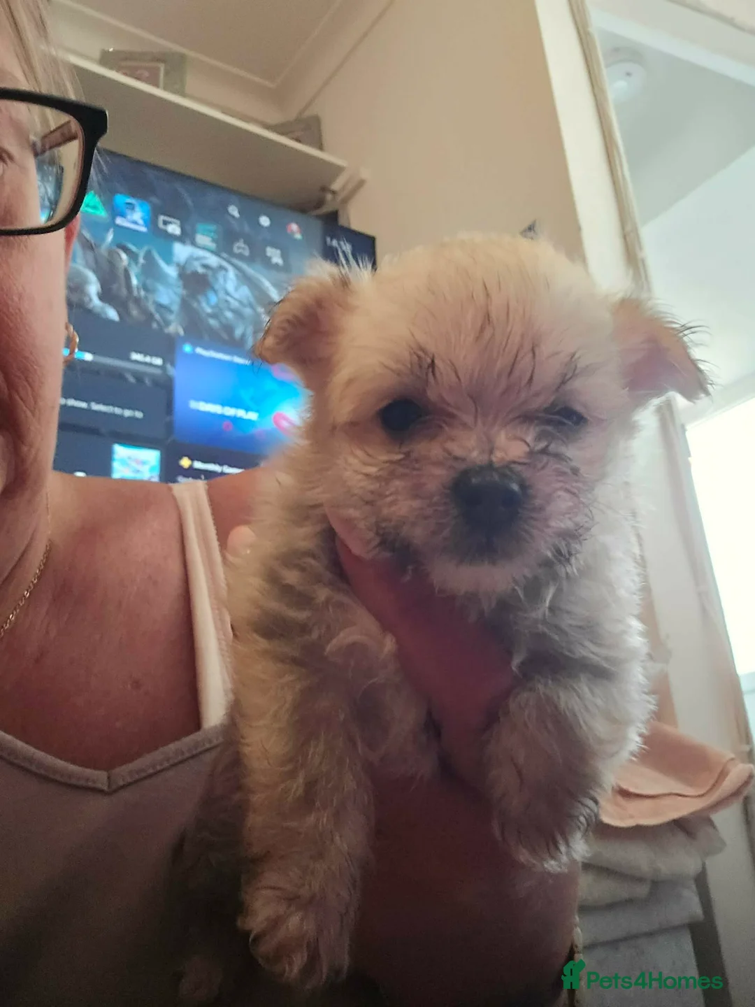 Mixed Breed dogs for sale: 2 pom yorkies  in Harlow - Advert 2