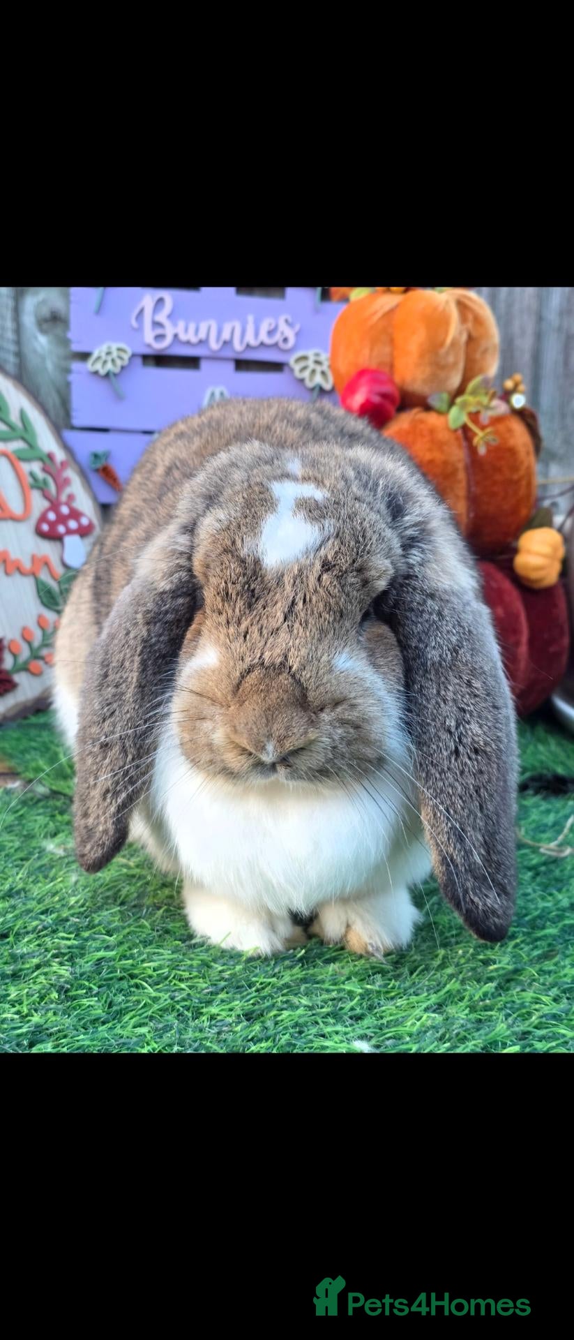 French Lop rabbits for sale: Agouti Butterfly Doe  - Advert 1