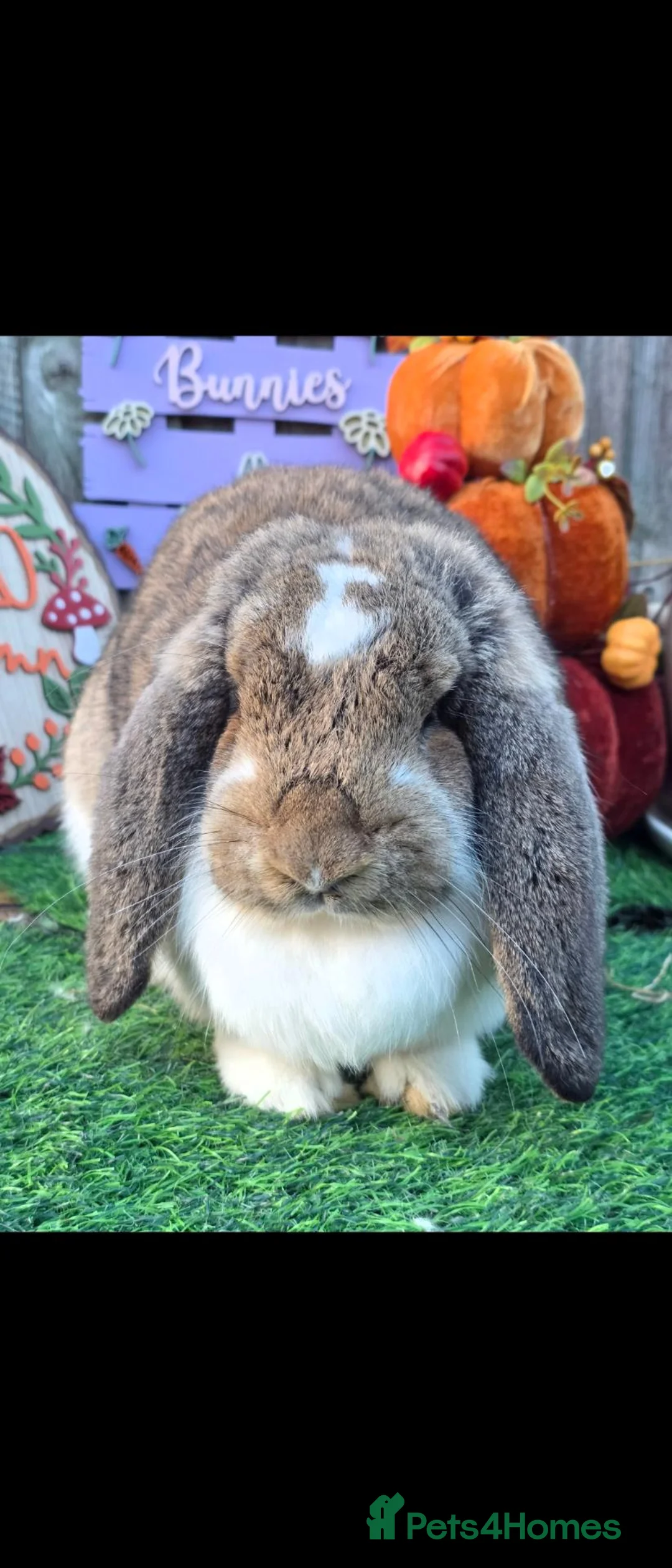 French Lop rabbits for sale: Agouti Butterfly Doe  - Advert 1