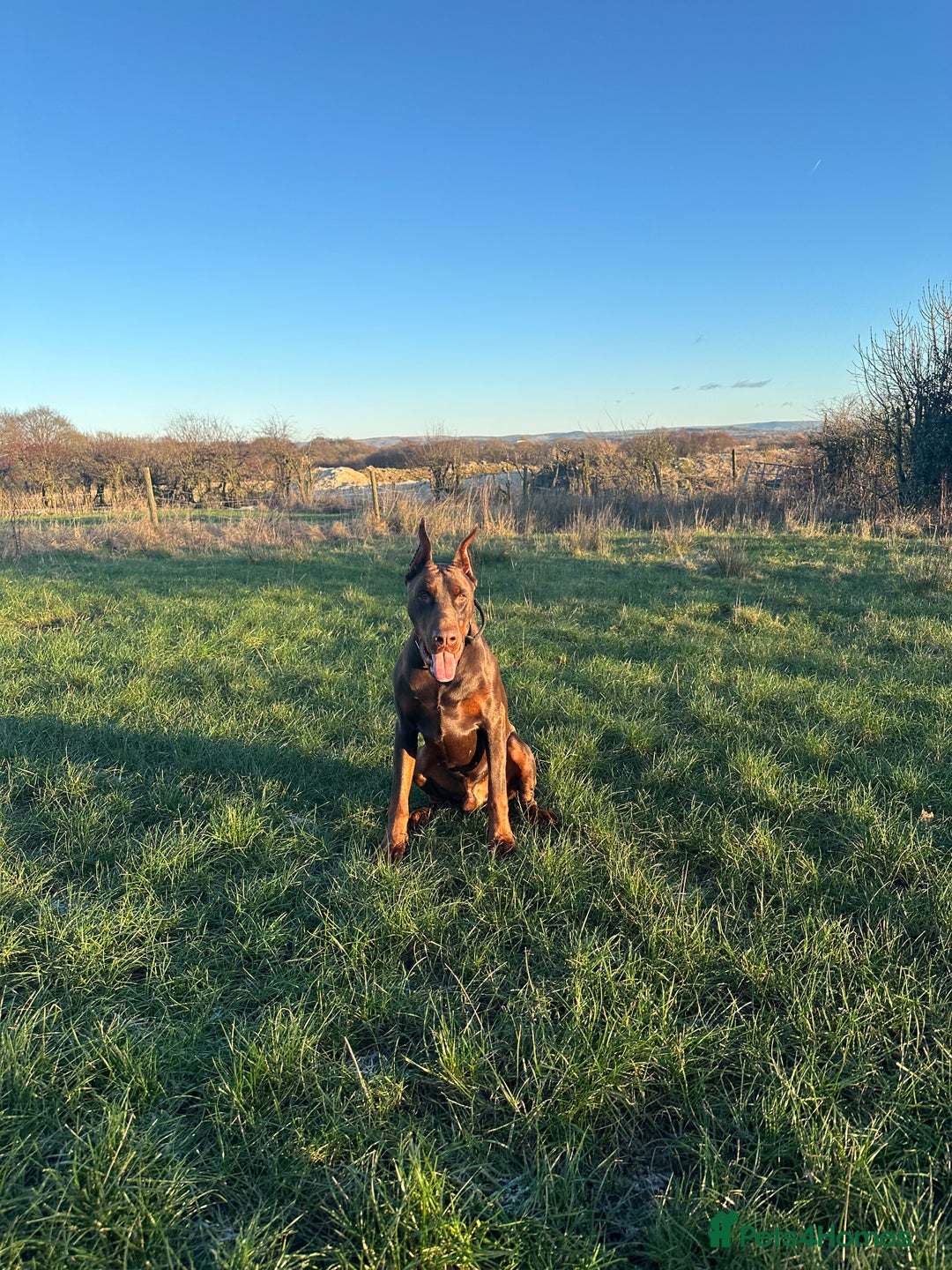 Dobermann dogs for sale: OUSTANDING DOBERMAN PUPS - READY MID FEB - Advert 7