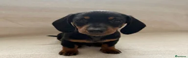 Miniature Dachshund 1