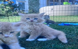 Maine Coon cats for sale: TICA REGISTERED champion Mainecoon kittens in Tring - Image 21