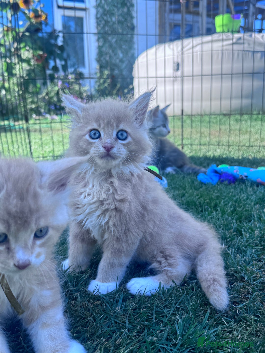 Maine Coon cats for sale: TICA REGISTERED champion Mainecoon kittens in Tring - Image 21