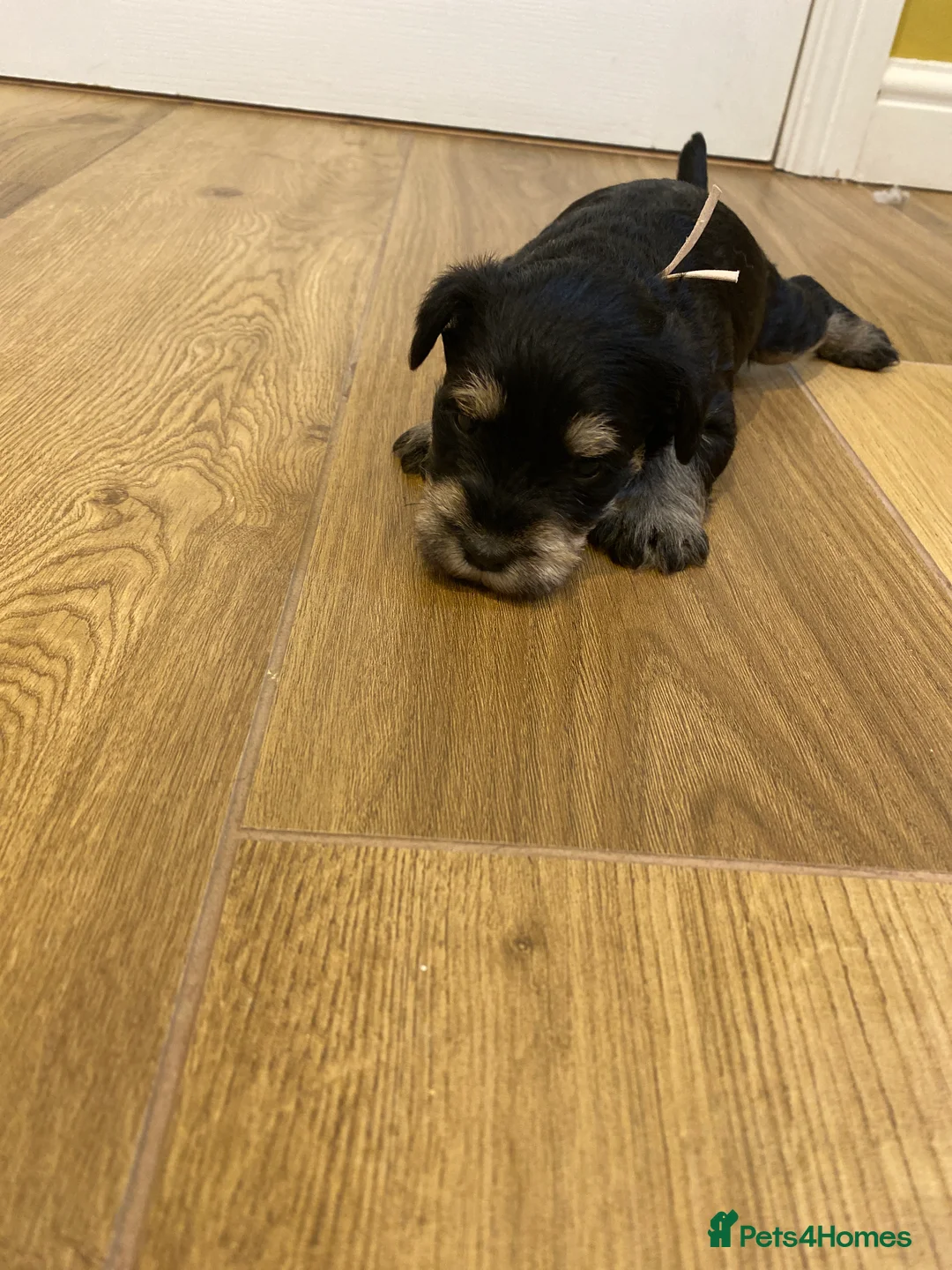 Miniature Schnauzer dogs for sale: Miniature schnauzers  - Advert 11