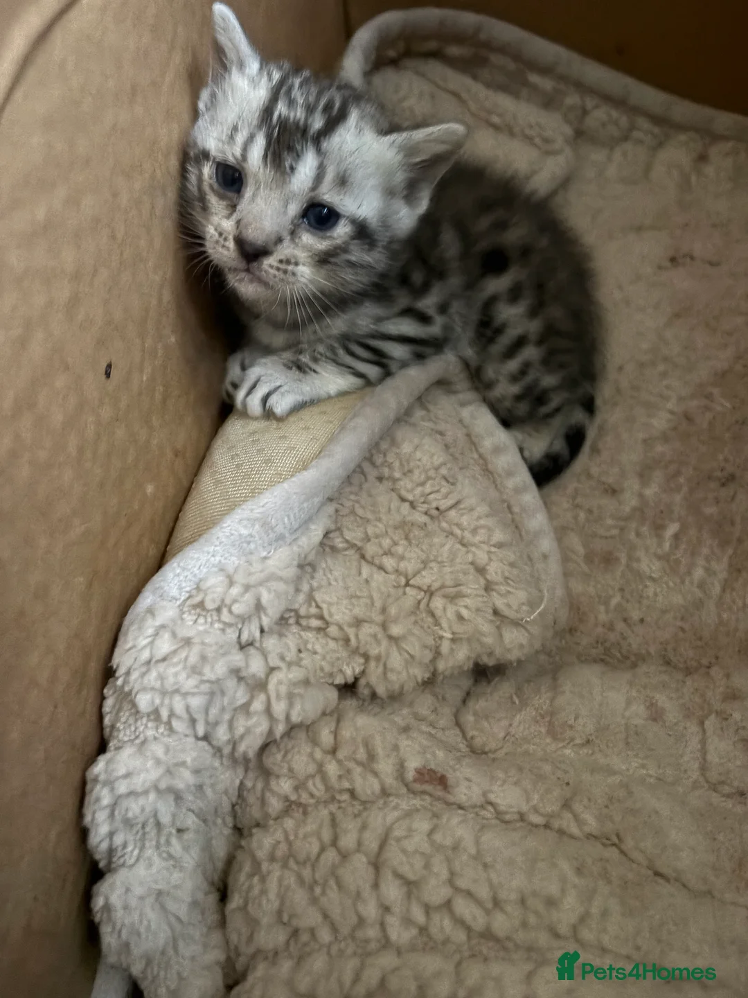 Bengal cats for sale: Silver spotted bengal kittens - Advert 9