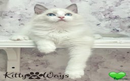 Ragdoll cats for sale: 🐾🩷*TICA REG* EU RAGDOLL KITTENS🌟 DNA CLEAR 🩵🐾 - Image 17