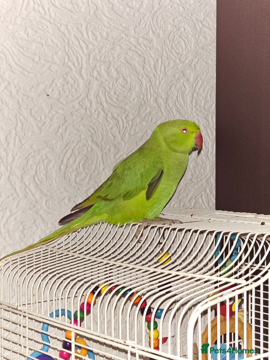Ringnecks birds for sale: Sell parrot  Ringneck  - Advert 2