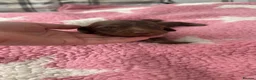 Dachshund dogs for sale: 3 long haired sausage dogs females available  - Advert 3