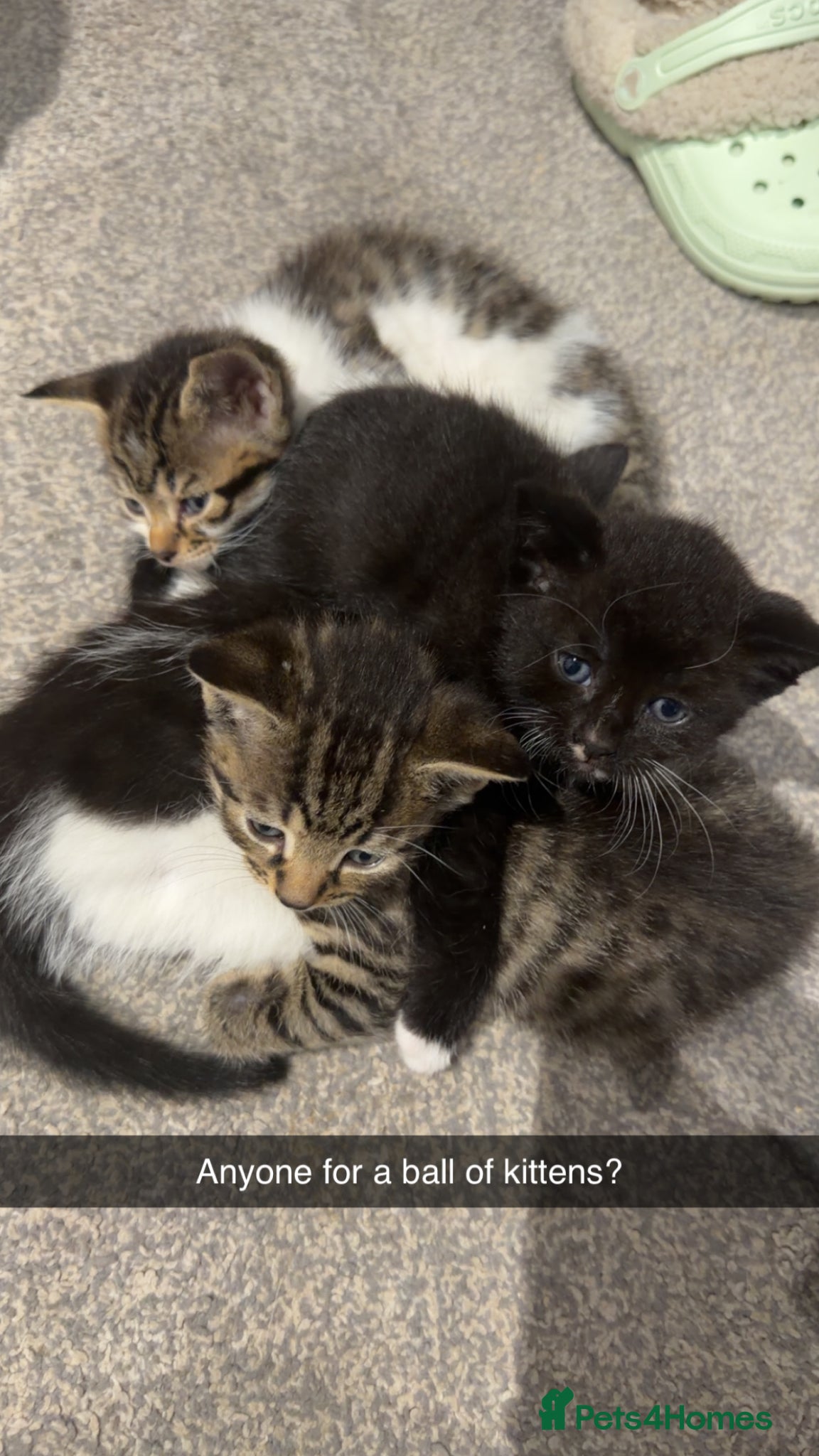 Mixed Breed cats Here we have a lovely litter of 4 kittens - Advert 2