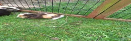 Guinea Pig rodents for sale: Baby male guinea pigs for sale ready soon - Advert 3
