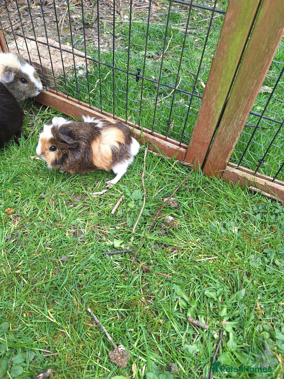 Guinea Pig rodents for sale: Baby male guinea pigs for sale ready soon - Advert 3