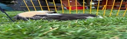 Guinea Pig rodents for sale: Beautiful friendly guinea pigs - Advert 3