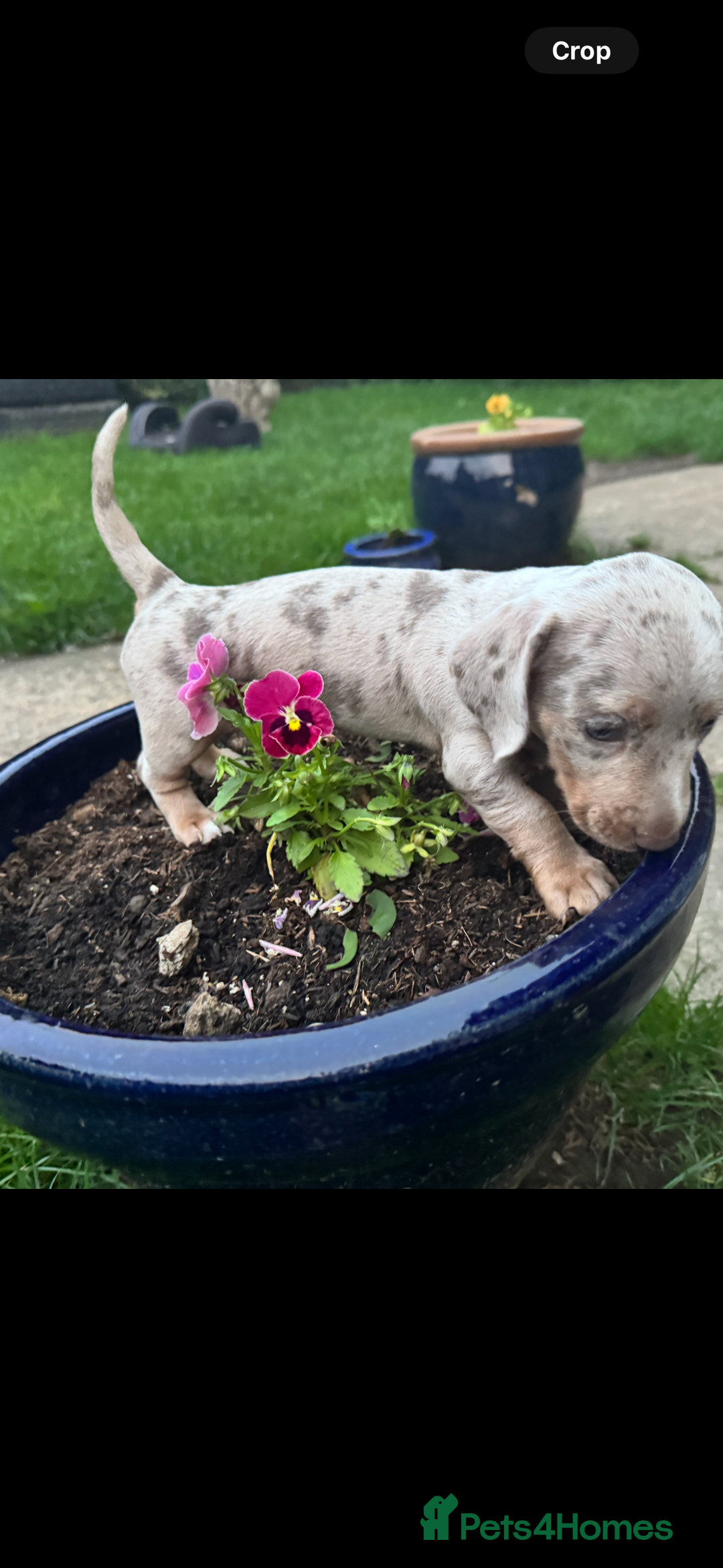 Miniature Dachshund dogs for sale: Kc reg miniature dachshund  - Image 7