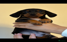 Dachshund dogs for sale: 2 girls ready to leave  - Image 14