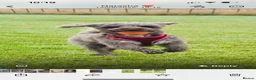 Jackapoo dogs for stud: Jackapoo for stud  - Advert 2