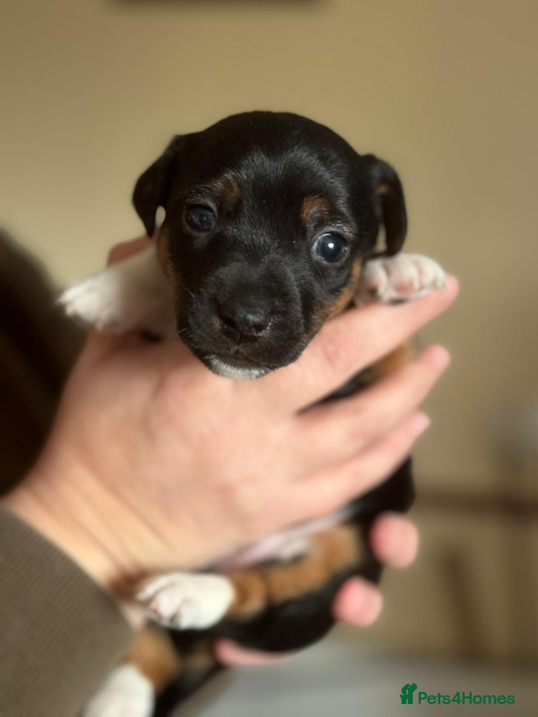 Jack Russell dogs for sale: Proper jack Russell pups  - Advert 4