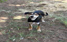 Mixed Breed dogs for sale: Mixed breed - Image 21