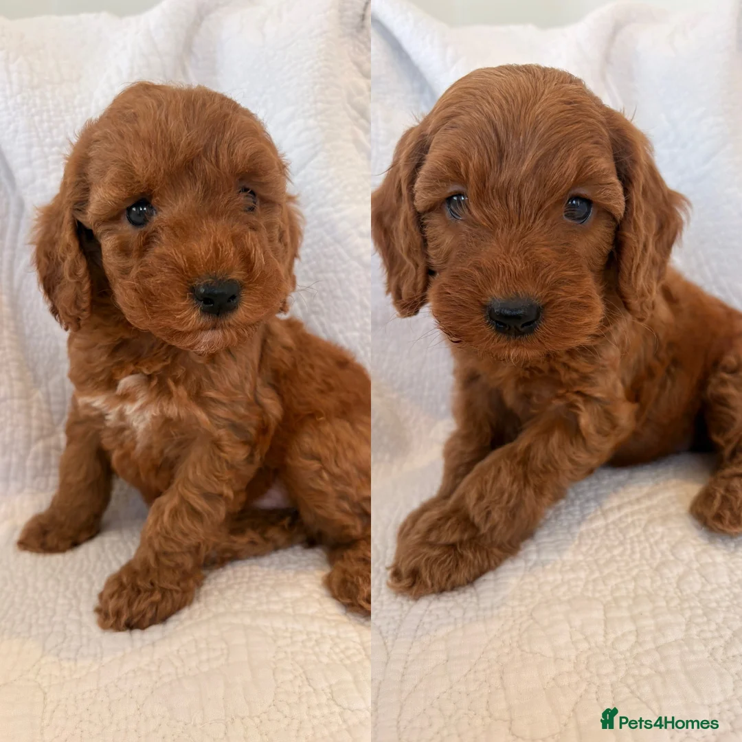 Cockapoo dogs for sale: LICENSED BREEDER QUALITY COCKAPOO PUPPIES  - Advert 1